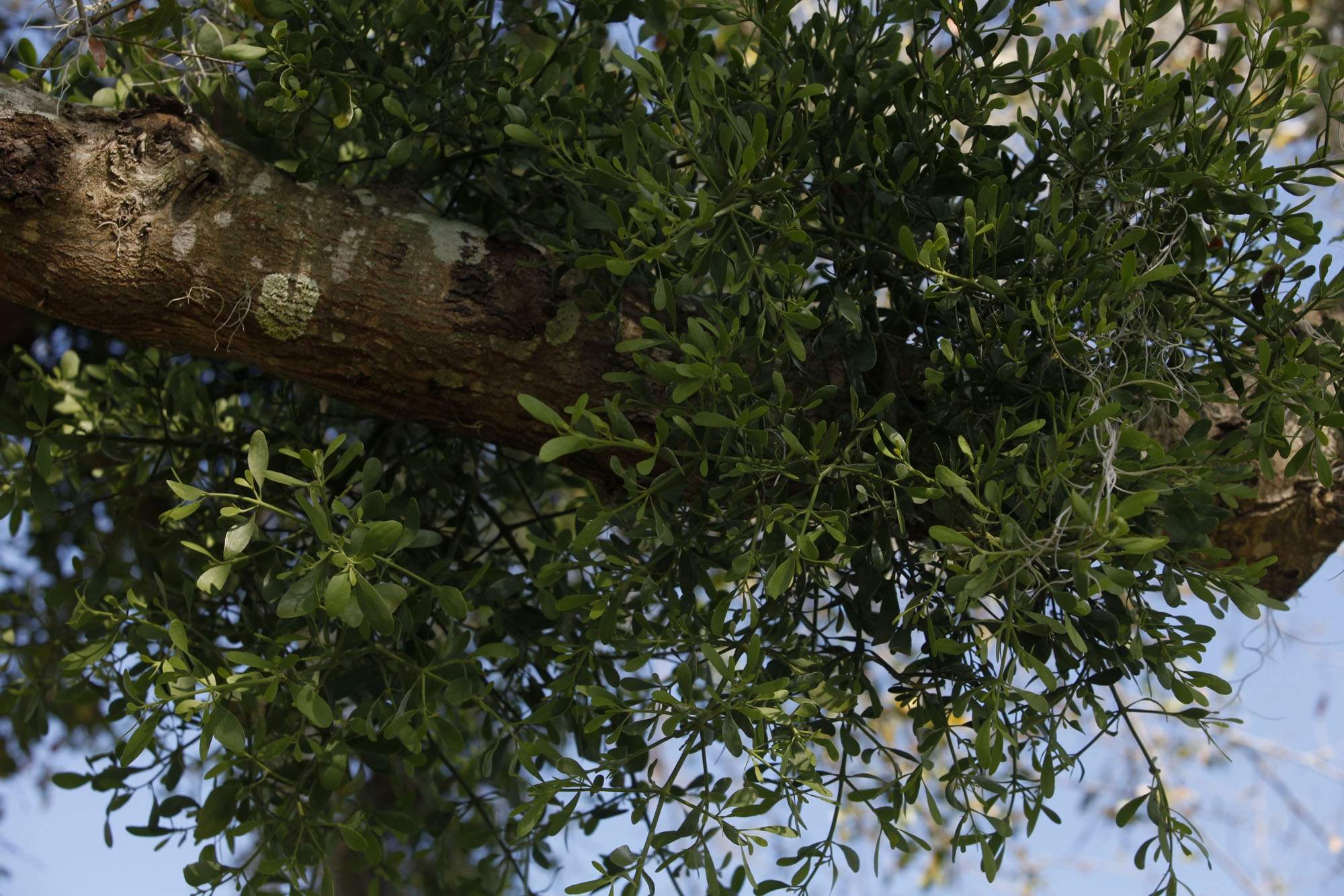 Mistletoe in tree