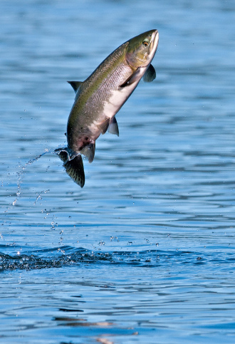 Leaping Salmon 2